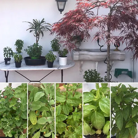 Bed & Breakfast A Palazzo Fortebracci Sutri